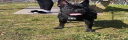 French Bulldog dogs for sale: Beautiful French bulldogs  - Advert 8