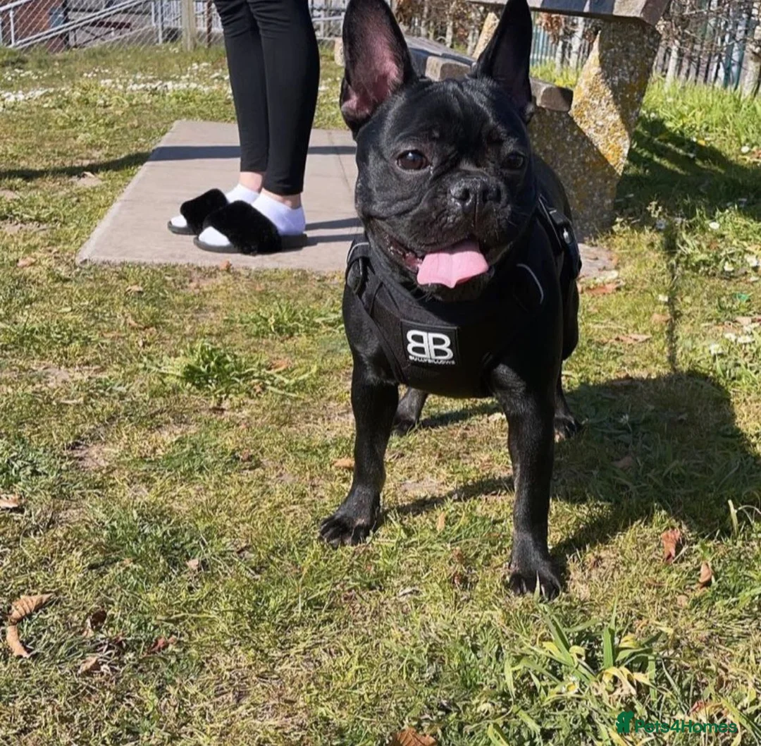 French Bulldog dogs for sale: Beautiful French bulldogs  - Advert 8