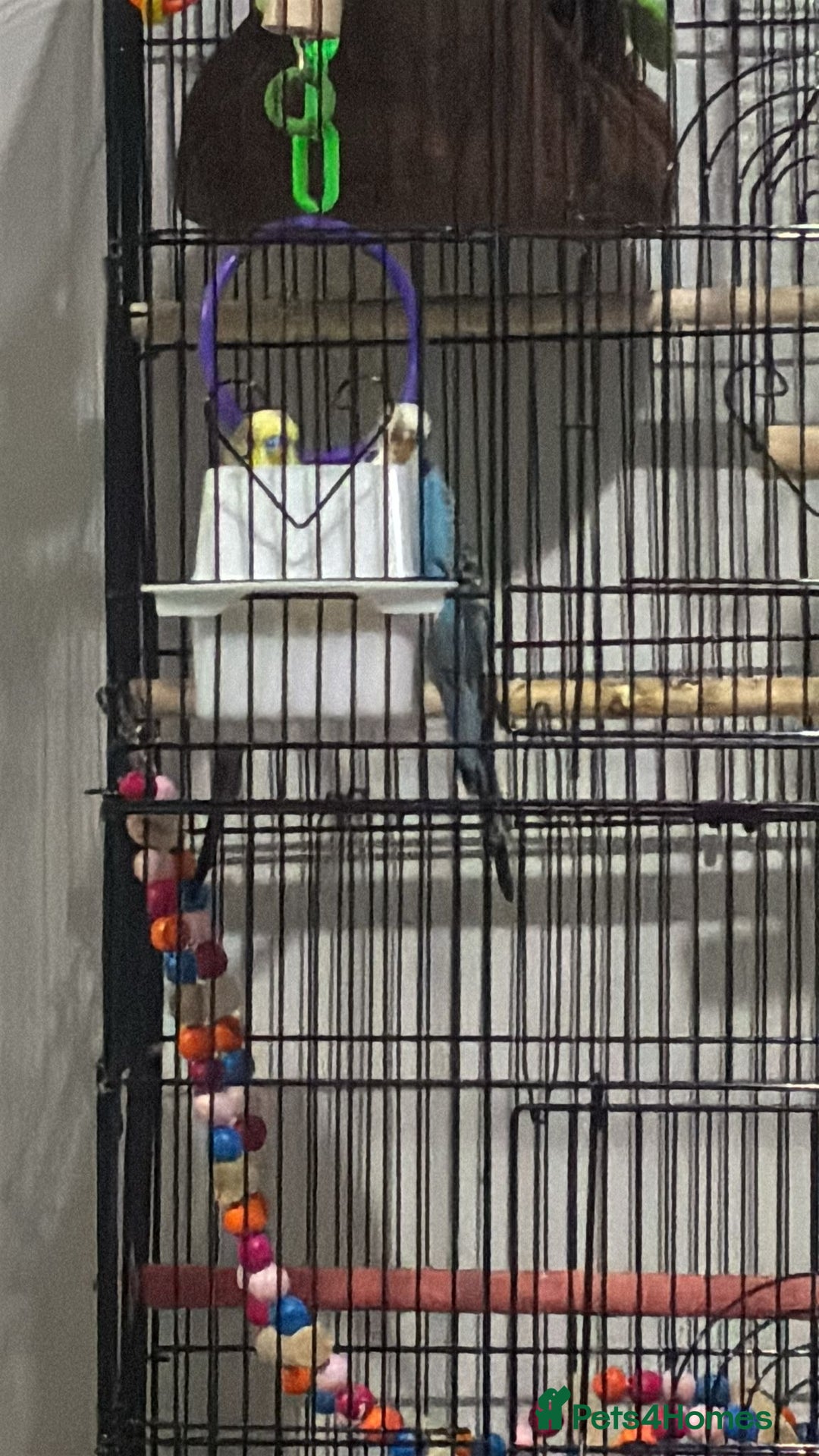 Budgerigars birds for sale: 2 Female Budgies  - Advert 3