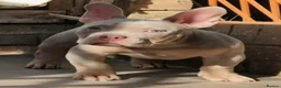 American Bully dogs for sale: American Bully Puppies - Advert 8