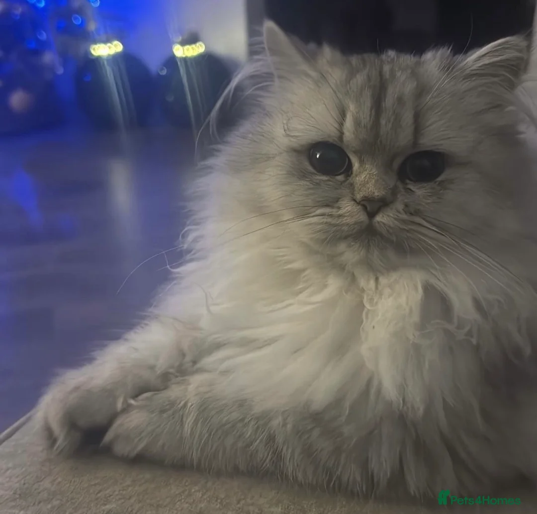 Persian cats for sale: Persian Chinchilla Cross Kittens - Advert 1