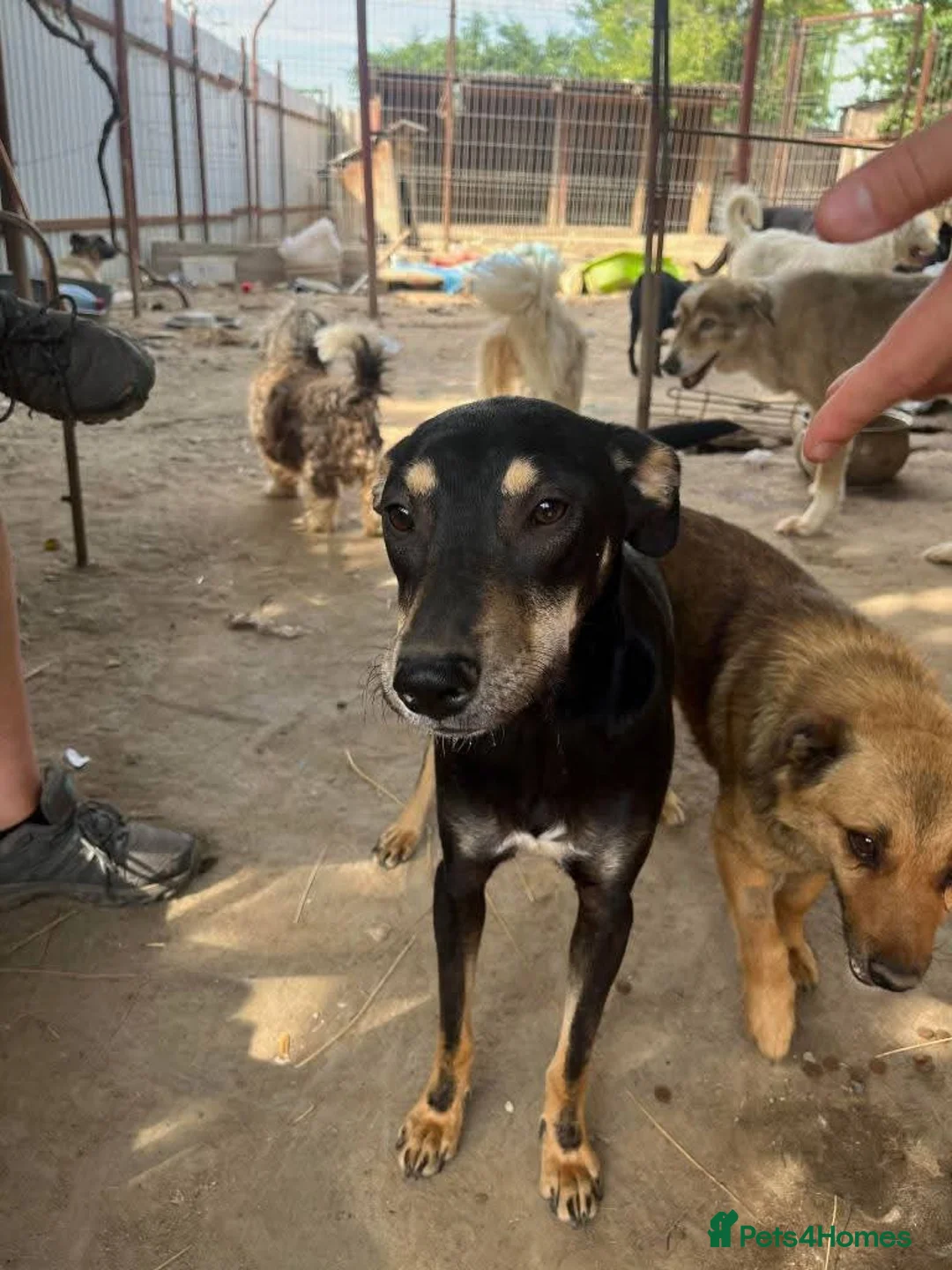 Mixed Breed dogs for adoption: Meet Shadow, currently residing in Essex  in Frinton-on-Sea - Advert 17