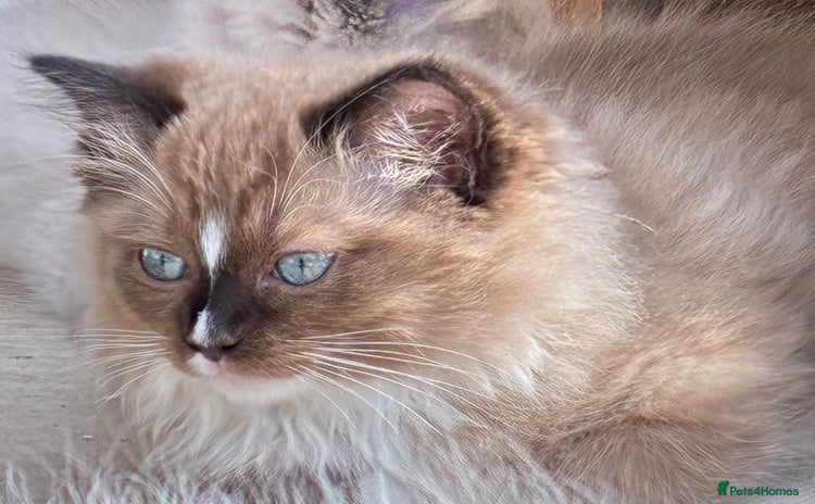 Ragdoll cats in Bordon - Advert 3