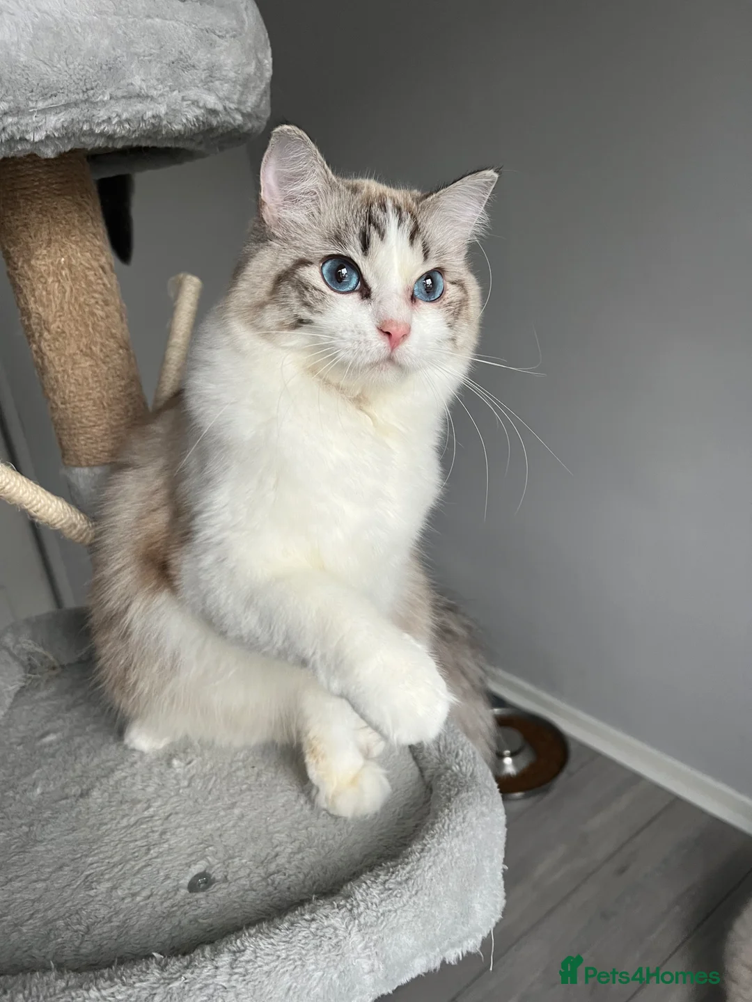 Ragdoll cats for sale: Registered Ragdoll kittens - Advert 2