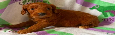 Cockapoo 2