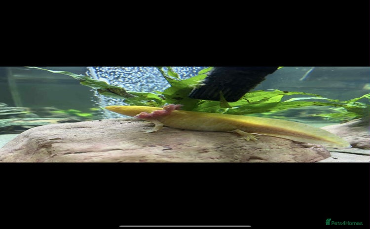 Axolotl reptiles - Advert 2
