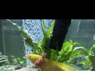Axolotl reptiles - Advert 2