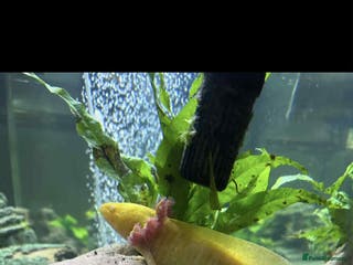 Axolotl reptiles Axolotyl golden/wild type - Advert 21