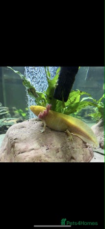 Axolotl reptiles - Advert 5
