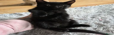 Mixed Breed Kitten 3