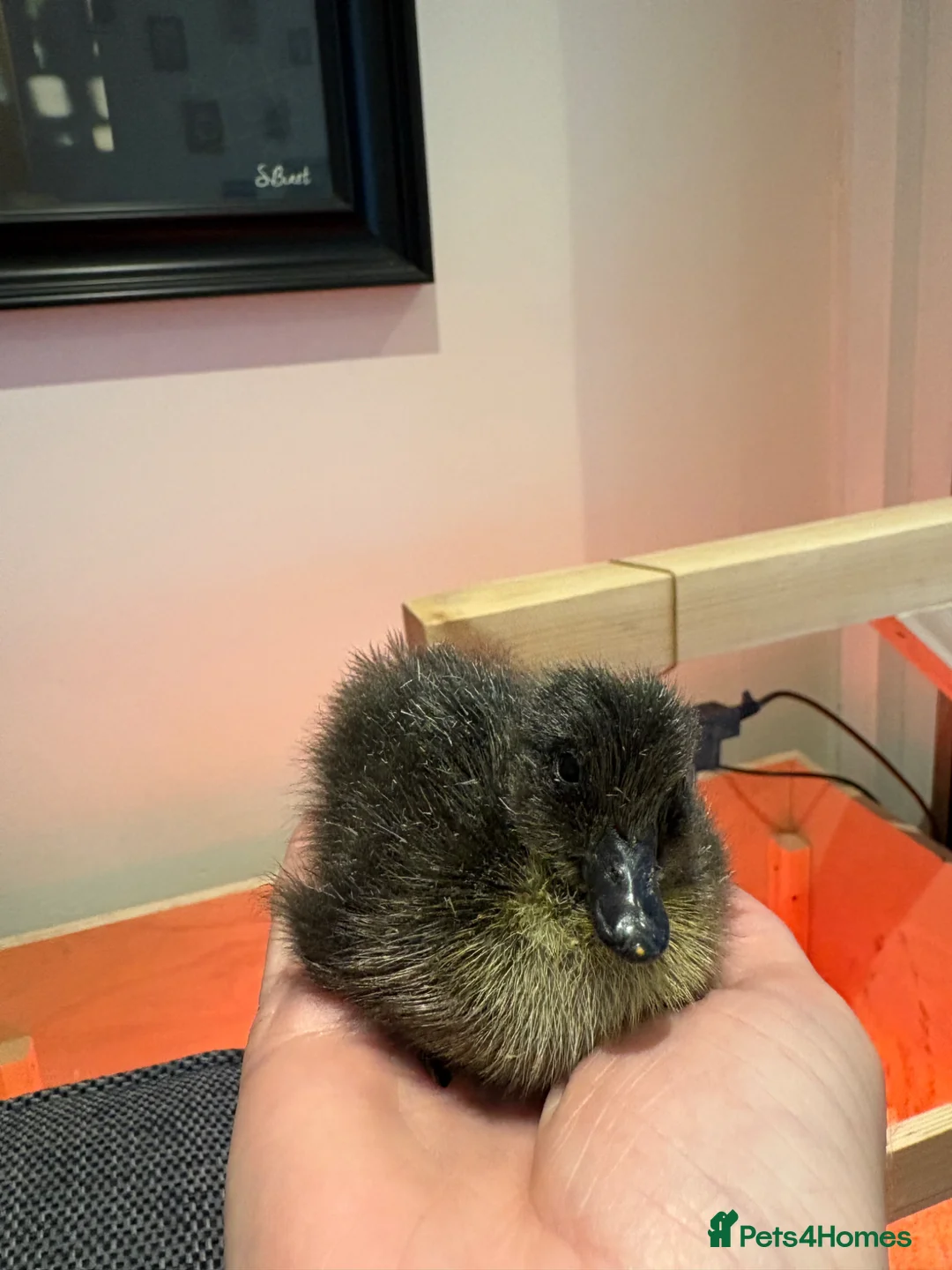 Ducks poultry for sale: Runner and Cayuga duckling  - Advert 2