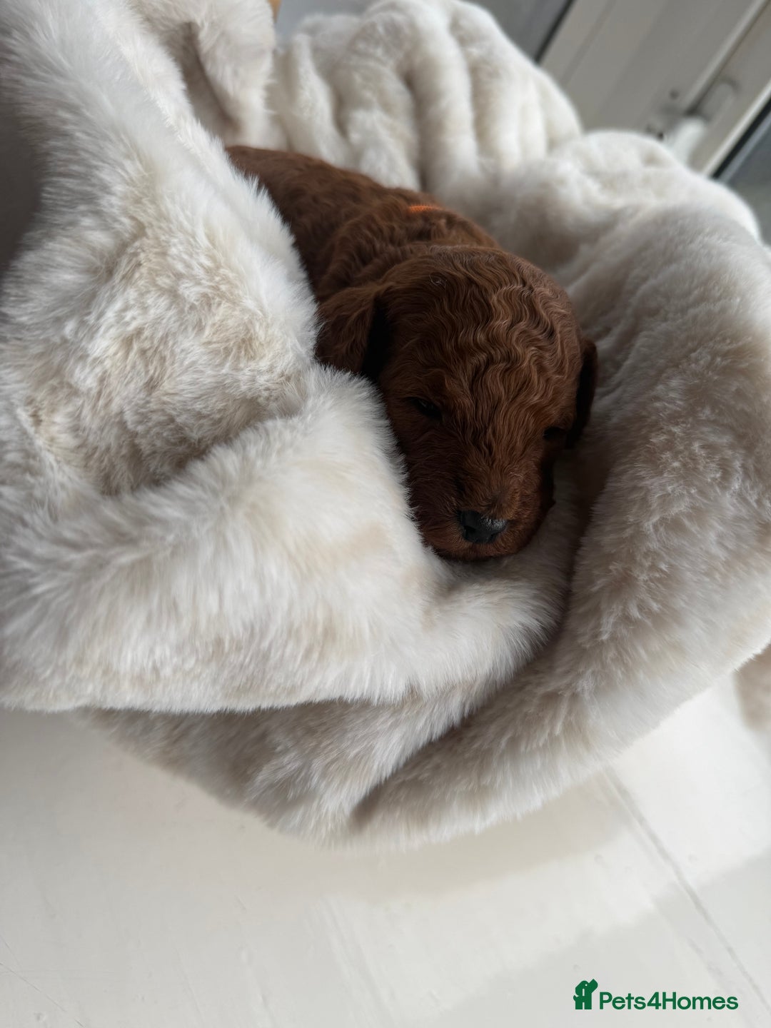 Cockapoo dogs for sale: Toy cockapoo - Advert 4