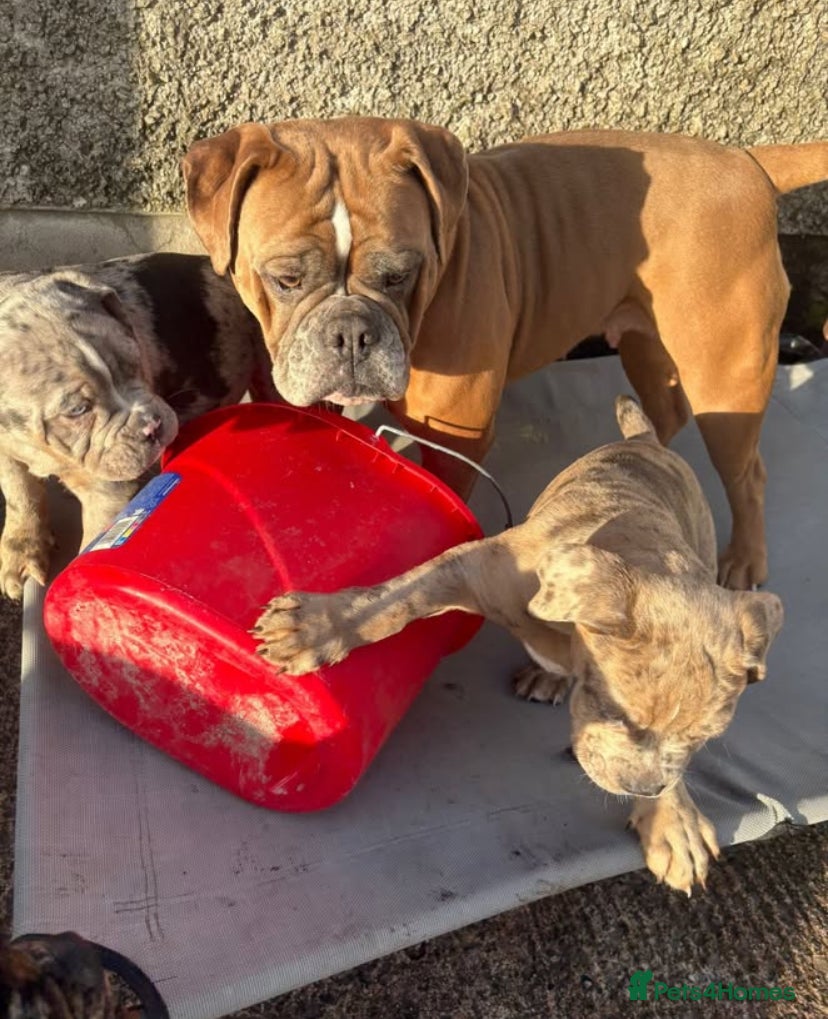 Olde English Bulldogge dogs Olde English bulldogges  in Enniskillen - Advert 1