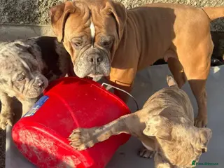 Olde English Bulldogge dogs Olde English bulldogges in Enniskillen - Advert 1