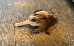 Mixed Breed dogs for sale: X3 Terrier Boys ready now - Image 4