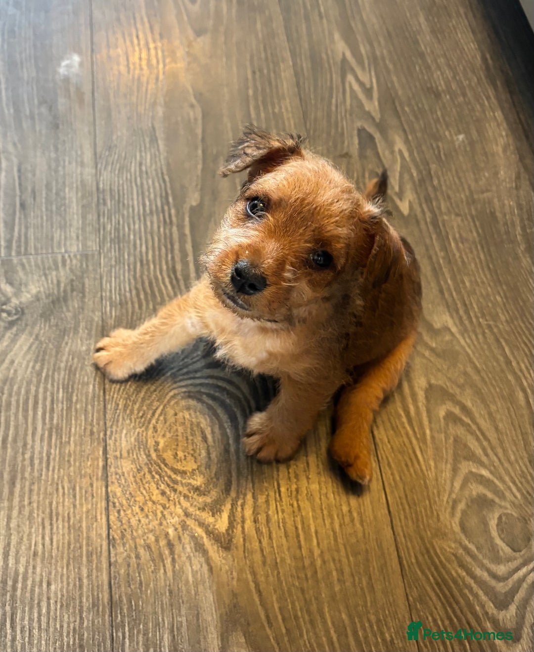 Mixed Breed dogs for sale: X3 Terrier Boys ready now - Image 4