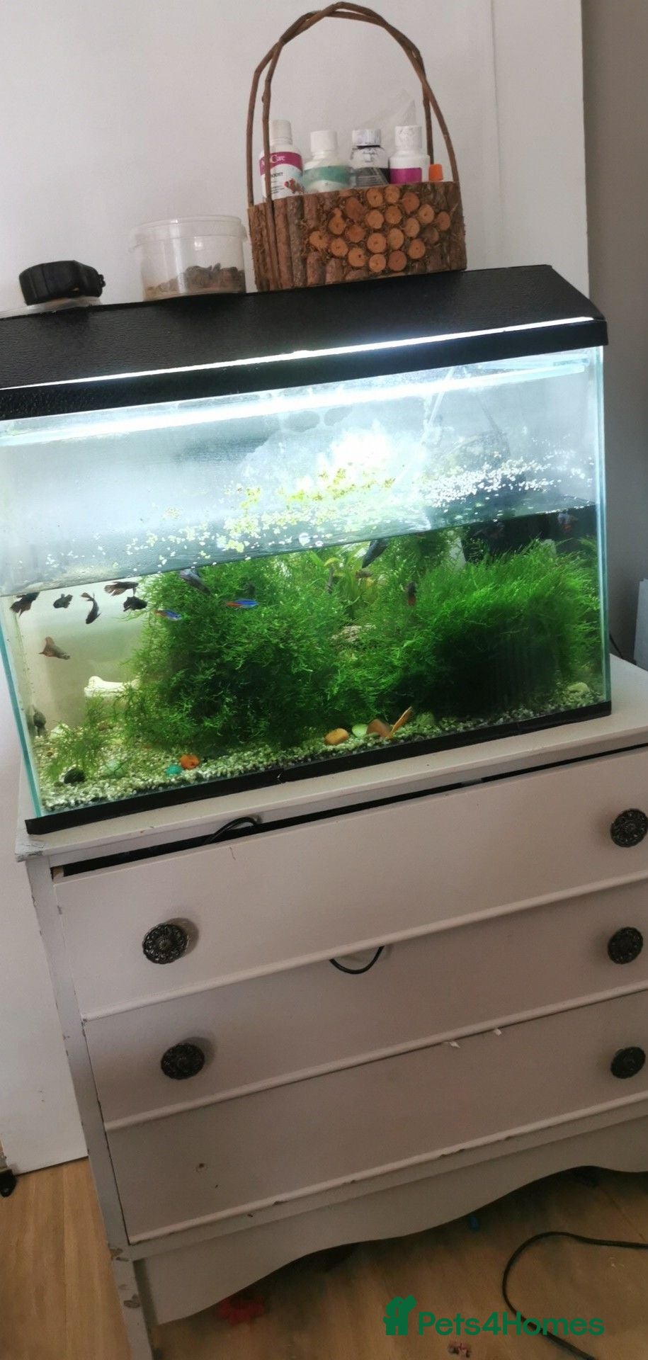 Bettas fish Fish tank with fish - Advert 6
