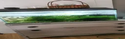 Bettas fish for sale: Fish tank with fish - Advert 1