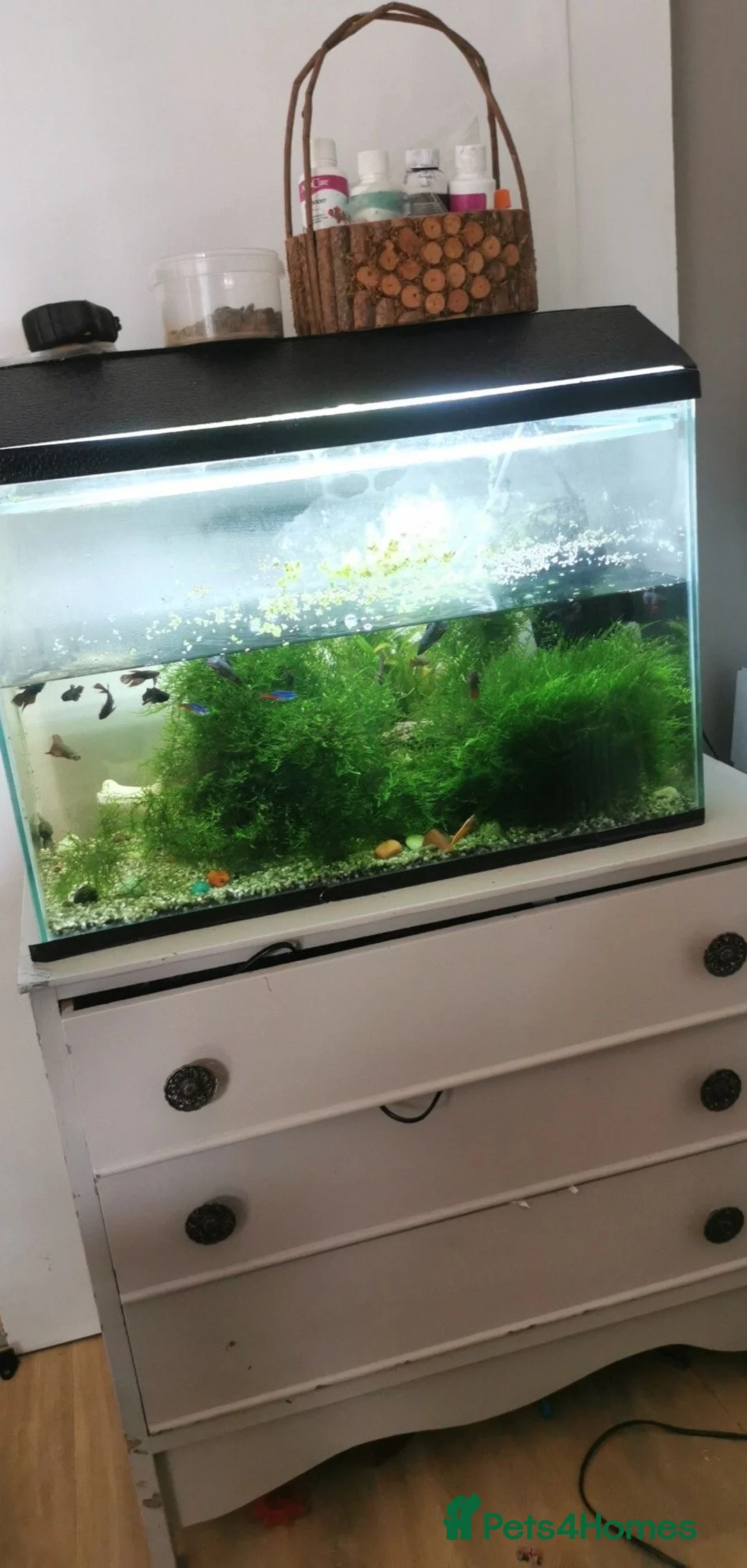 Bettas fish for sale: Fish tank with fish - Advert 1