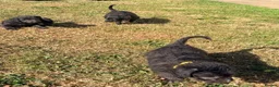 Mixed Breed dogs for sale: Bedlington whippets in Bishop Auckland - Advert 14
