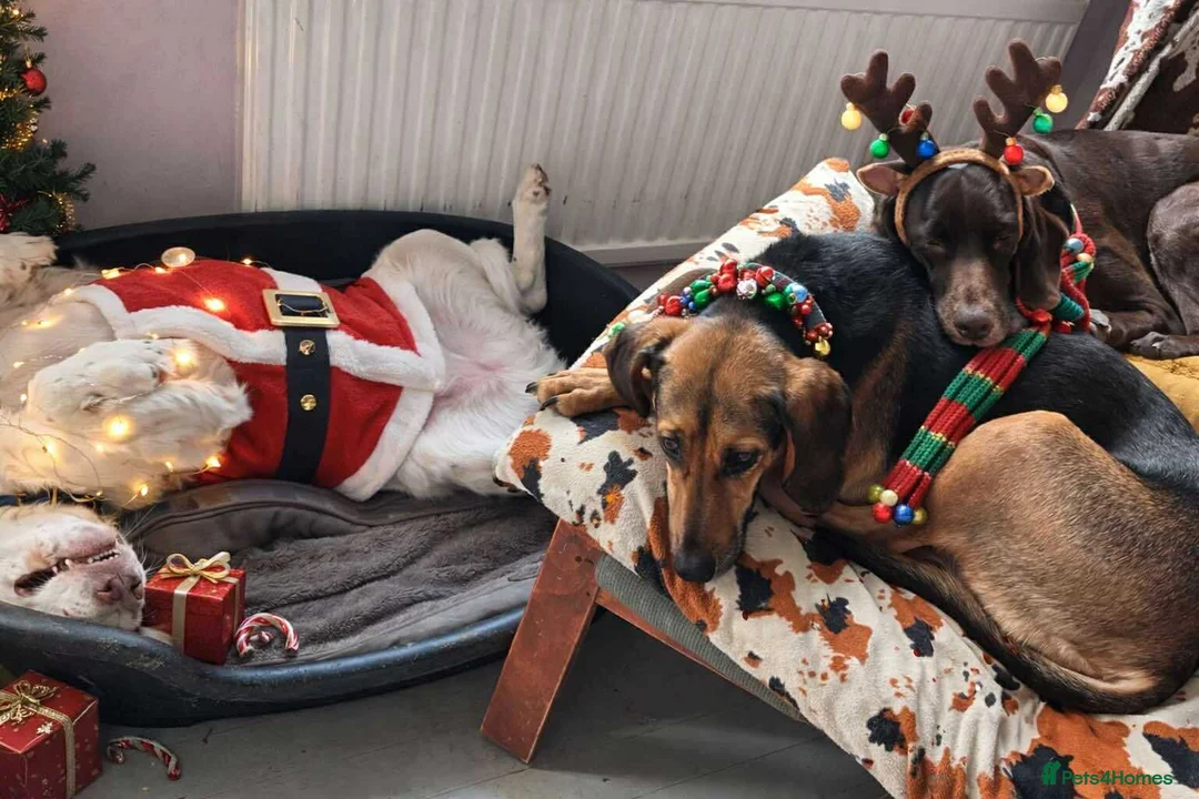 Mixed Breed dogs for adoption: Bonnie is a beautiful 4.5 year old Jura - Advert 6