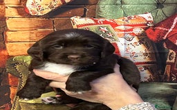 Sprocker dogs for sale: F1 Sprocker pups - Advert 6