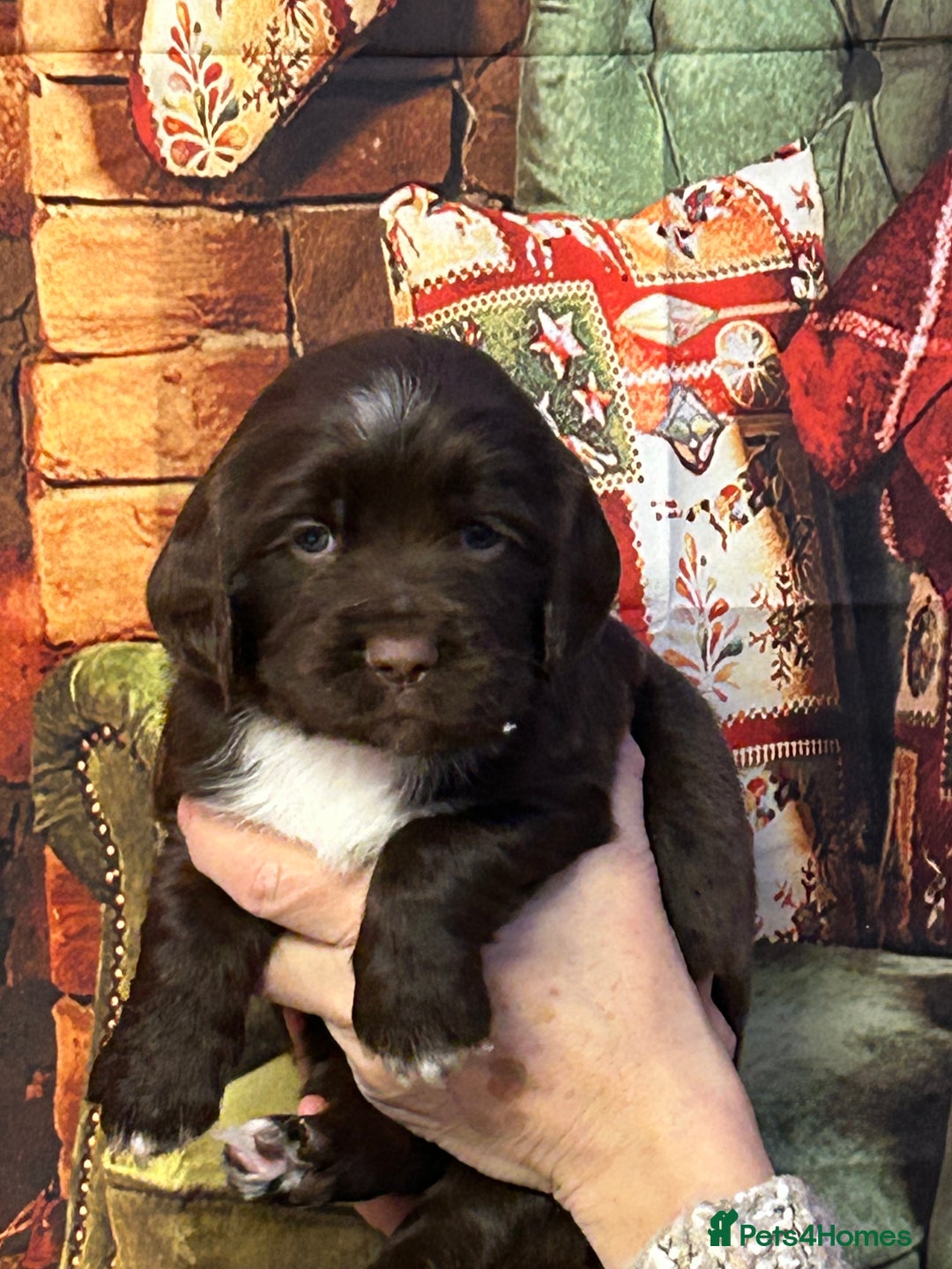 Sprocker dogs for sale: F1 Sprocker pups - Advert 6