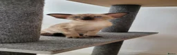 Oriental cats for sale: Modern type Oriental/siamese kittens  - Advert 16