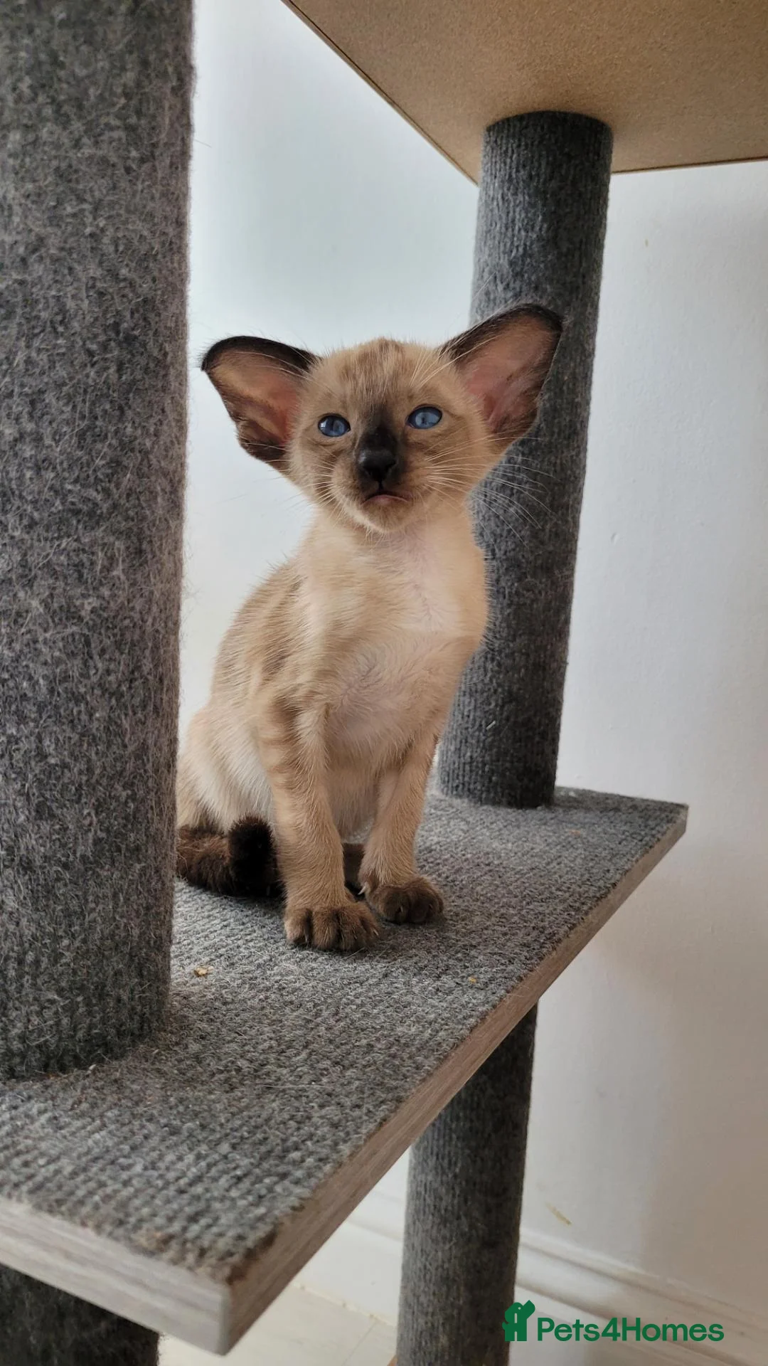 Oriental cats for sale: Modern type Oriental/siamese kittens  - Advert 16