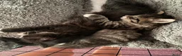 Maine Coon cats for sale: 3/4 Maine Coon kittens  in Ryton - Advert 15