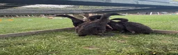 Ducks poultry for sale: Pure black Indian runner ducklings - Advert 3