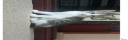 Mixed Breed cats for sale: Kittens for sale - Advert 6