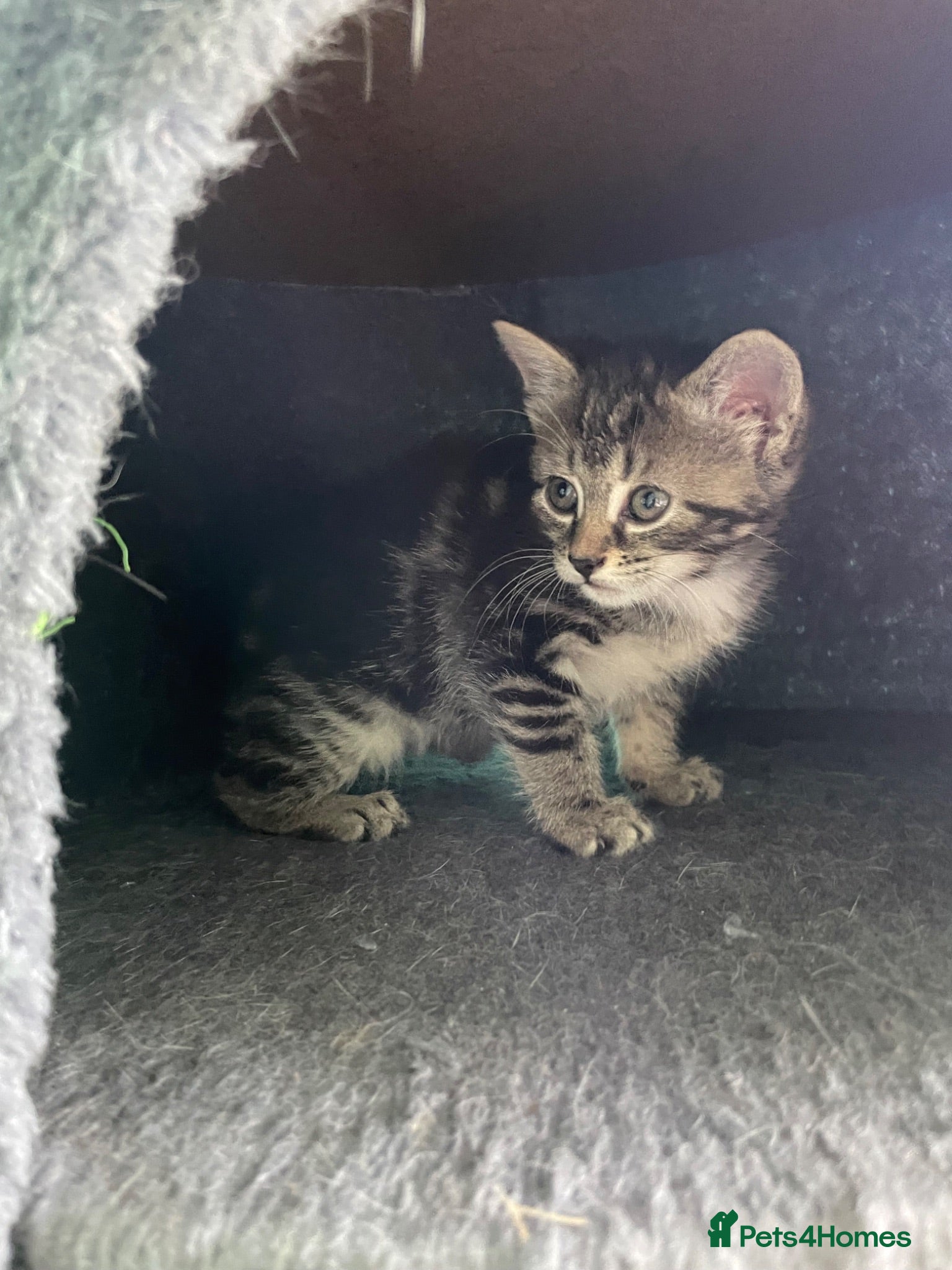 Domestic Shorthair cats Female Kittens Looking for Their Forever Homes - Advert 2