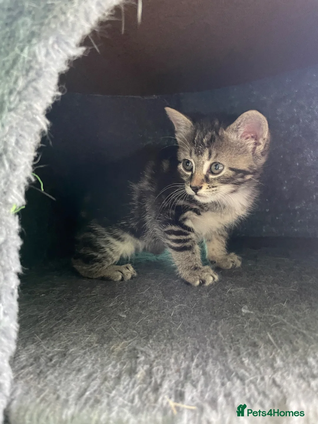Domestic Shorthair cats for sale: Female Kittens Looking for Their Forever Homes - Advert 1