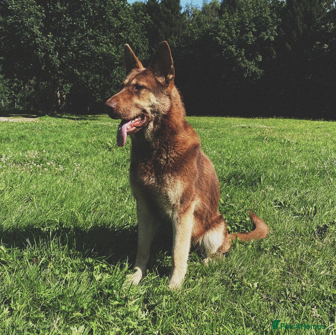 German Shepherd dogs for sale: Black & Tan GSD Puppies - Advert 6