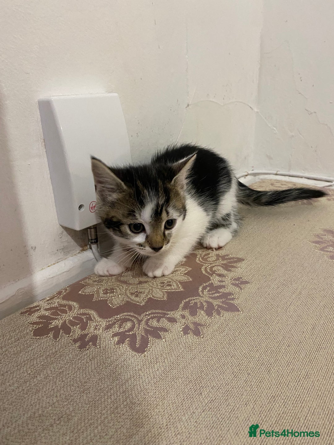 British Shorthair cats for sale: British shorthair  - Advert 5