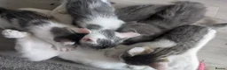 Domestic Shorthair cats for sale: Beautiful Female & Boy Kittens Looking 4 Homes in Westbury - Advert 9