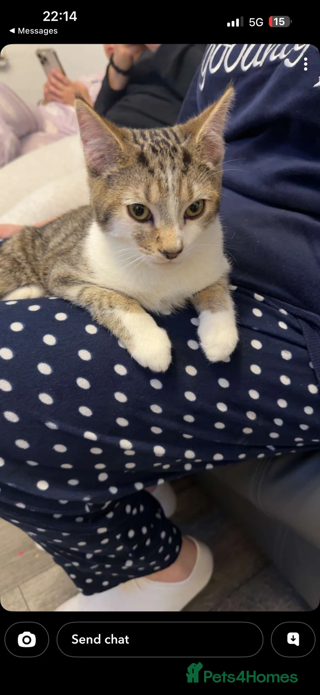 Domestic Shorthair cats for sale: Rehome - Advert 2