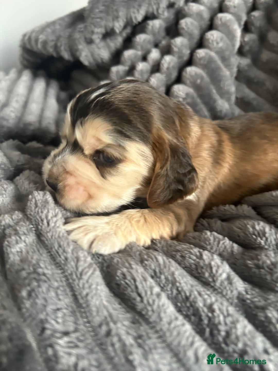Cocker Spaniel dogs for sale: 🐾Cocker Spaniel Puppies-Ready in 5 Weeks🐾 - Image 12