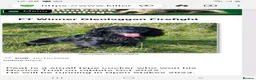 Cocker Spaniel dogs for sale: Working Cocker Spaniels  - Advert 5
