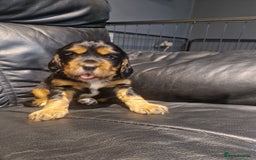 Cocker Spaniel dogs for sale: Stunning kc working cocker spaniels - Image 12