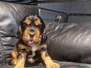 Cocker Spaniel dogs - Advert 6