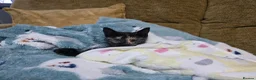 Mixed Breed cats for sale: Loving Home for Maisie - Advert 7