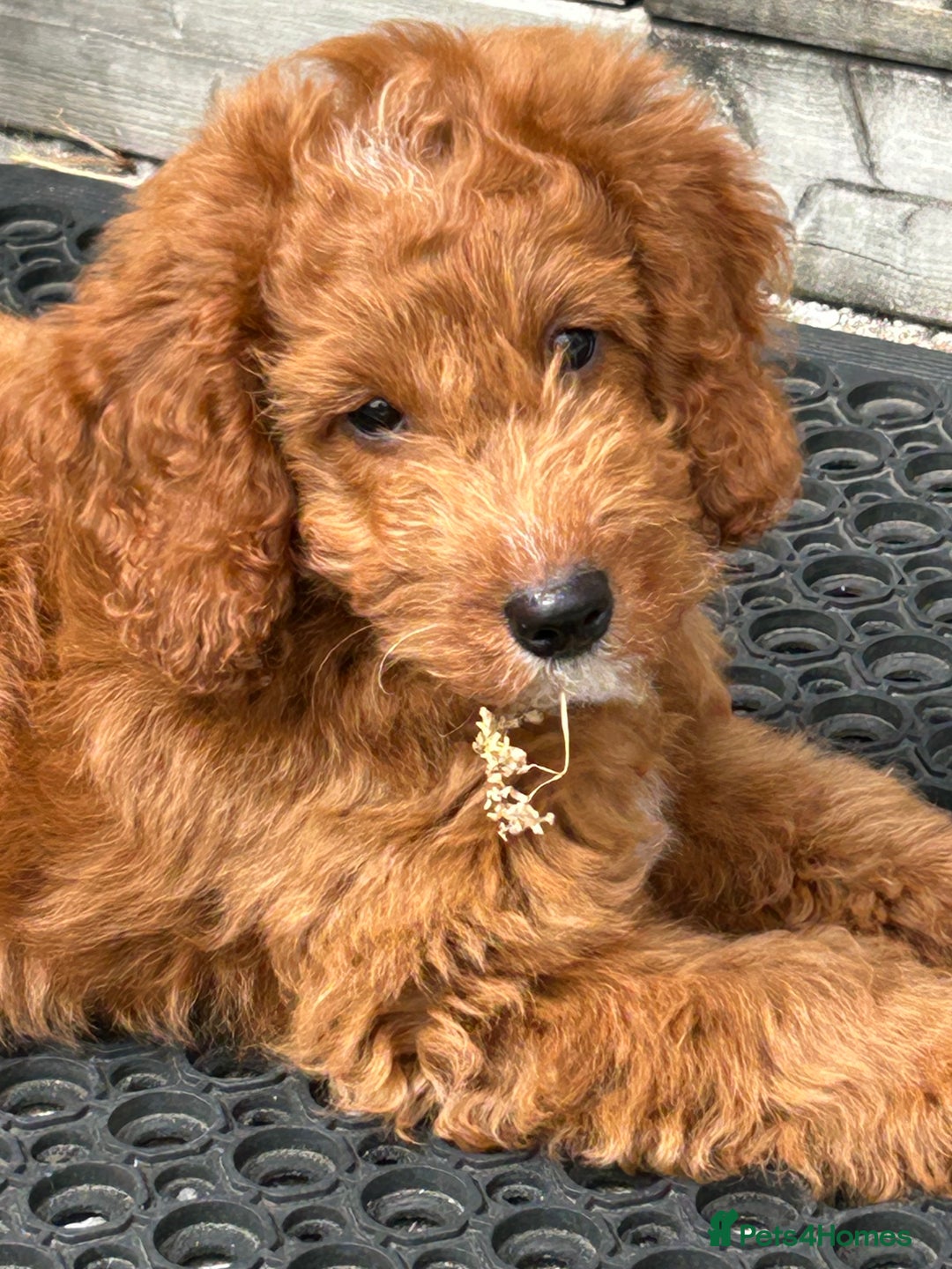 Cockapoo dogs for sale: Toy Cockapoo  - Image 5