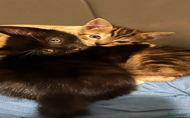 Mixed Breed cats - Advert 4