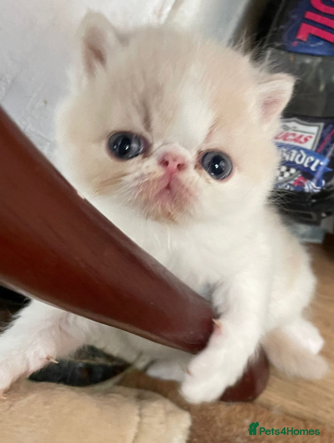 Exotic cats for stud: CREAM TABBY AND WHITE EXOTIC STUD in Barnsley - Advert 7