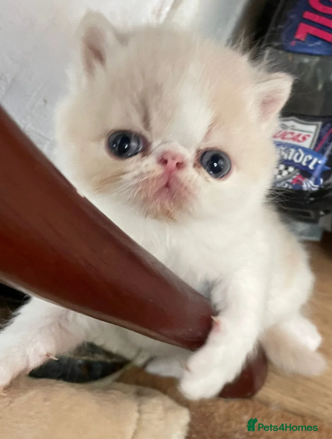 Exotic cats for stud: CREAM TABBY AND WHITE EXOTIC STUD in Barnsley - Advert 7