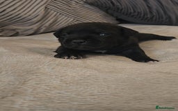 Staffordshire Bull Terrier dogs for sale:  STAFFORDSHIRE BULL TERRIERS PUPS  - Image 2