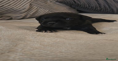 Staffordshire Bull Terrier dogs - Advert 4