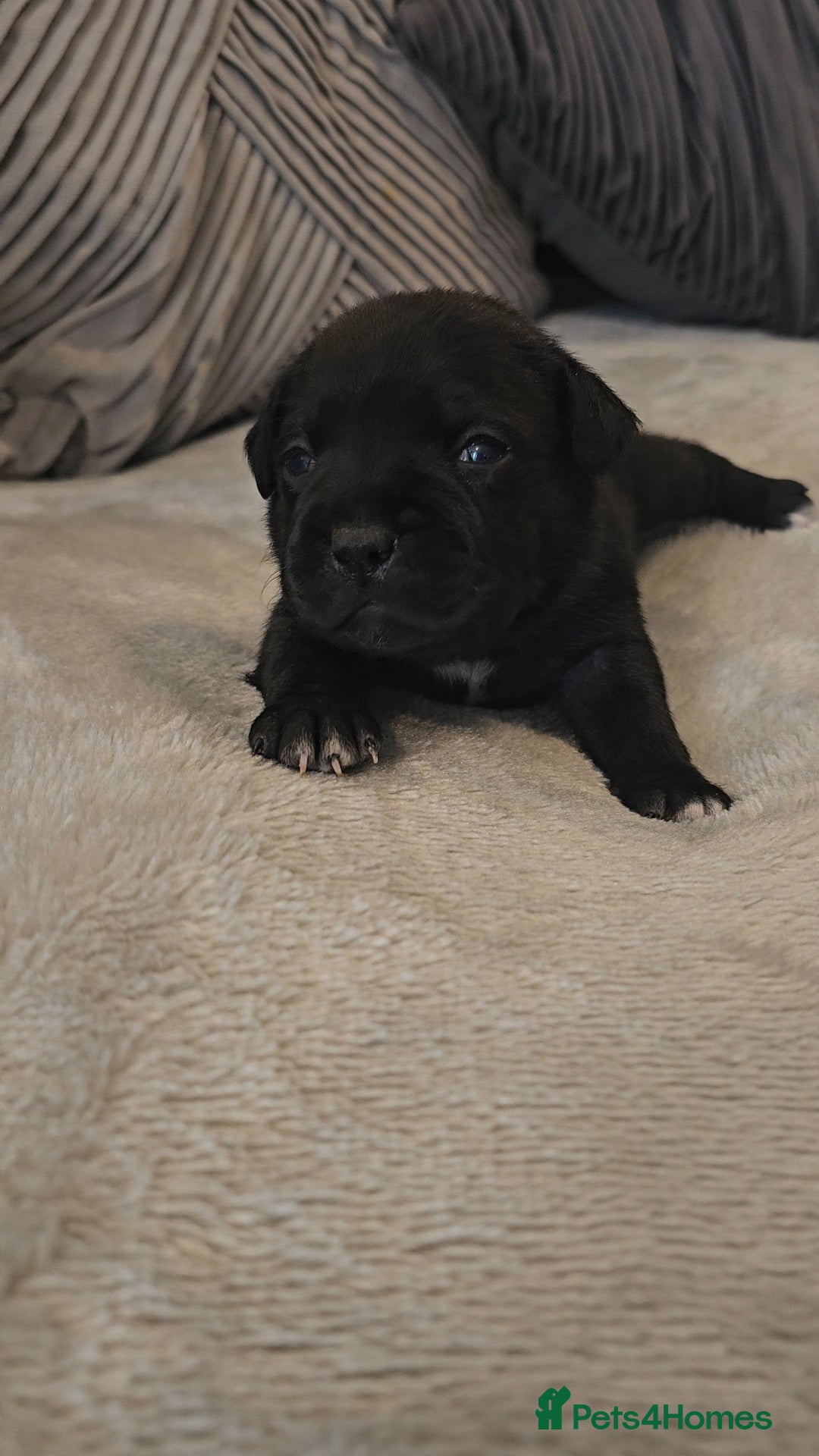 Staffordshire Bull Terrier dogs for sale:  STAFFORDSHIRE BULL TERRIERS PUPS  - Image 2